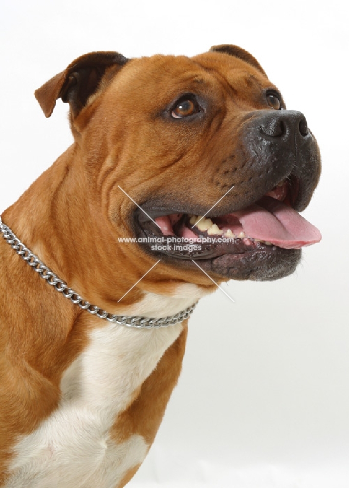 Australian Champion red American Staffordshire Terrier