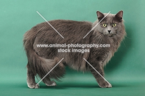 Nebelung standing on green background