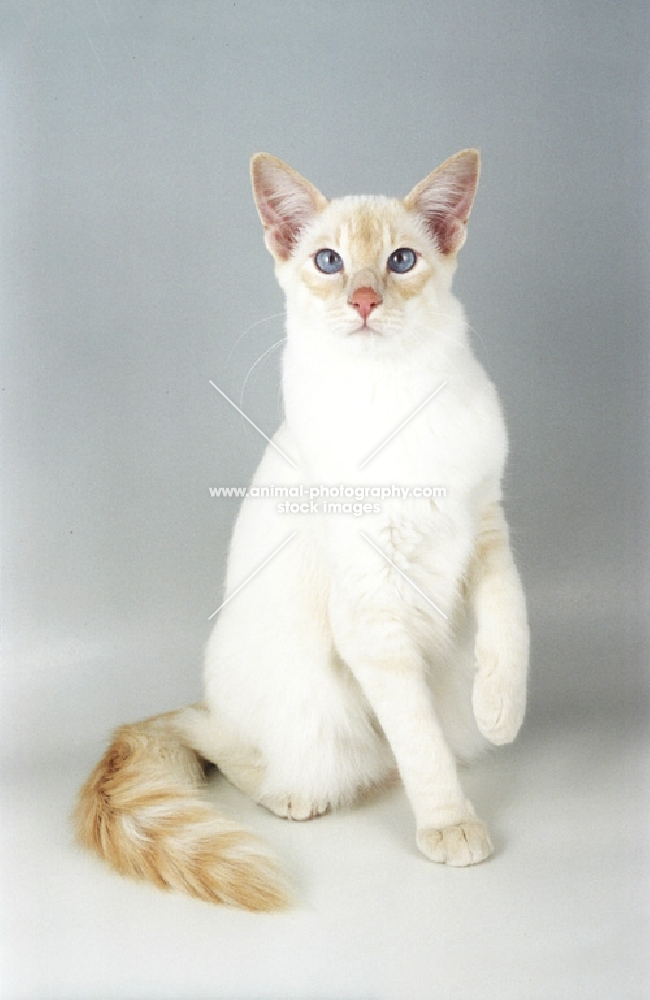 Cream point Balinese cat
