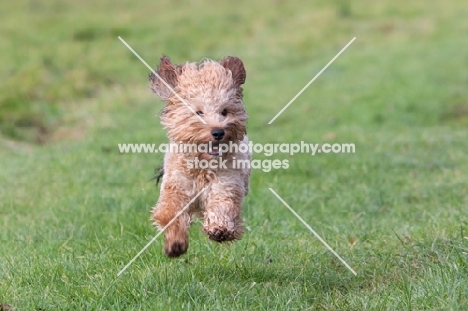 Cockerpoo running