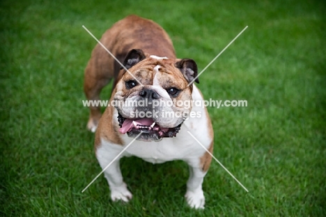 english bulldog standing on grass