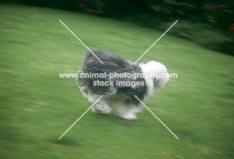 old english sheepdog galloping at full tilt