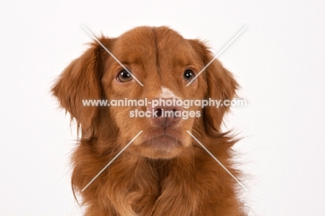 Nova Scotia Duck Tolling Retriever portrait