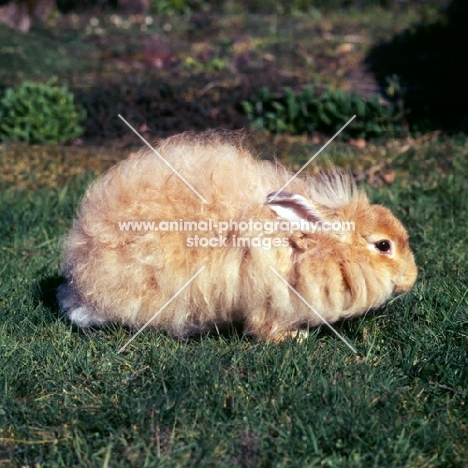 angora rabbit in a garden