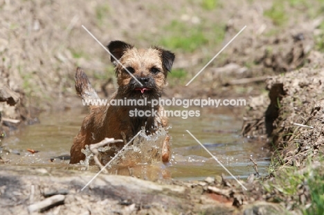Border terrier in water