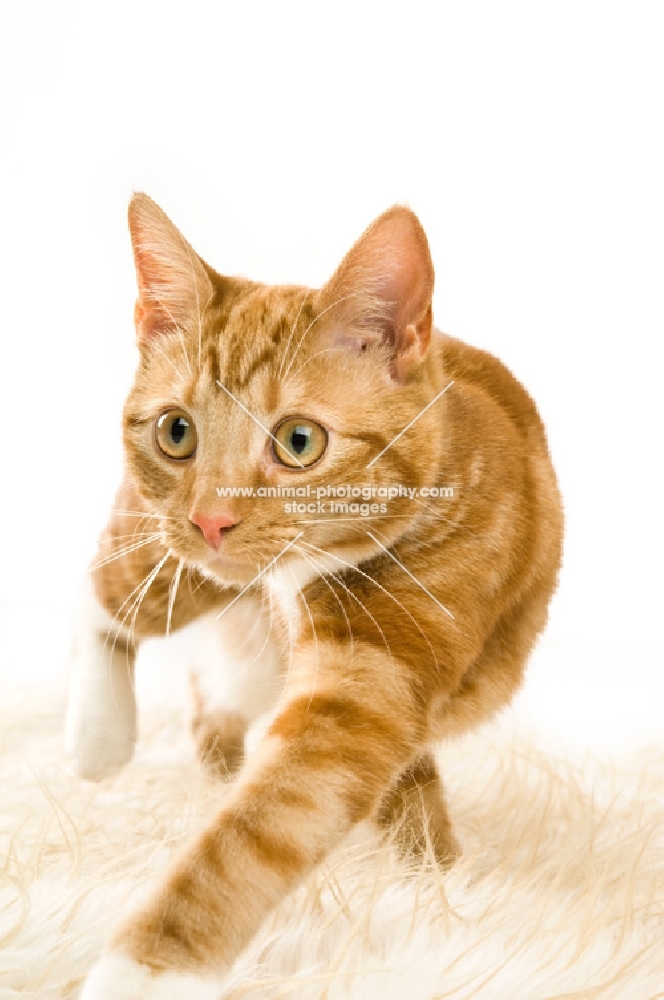 ginger tabby cat looking very focused 