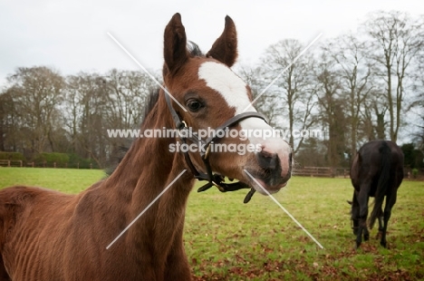 two thoroughbreds in green field
