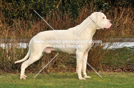 posed Dogo Argentino 