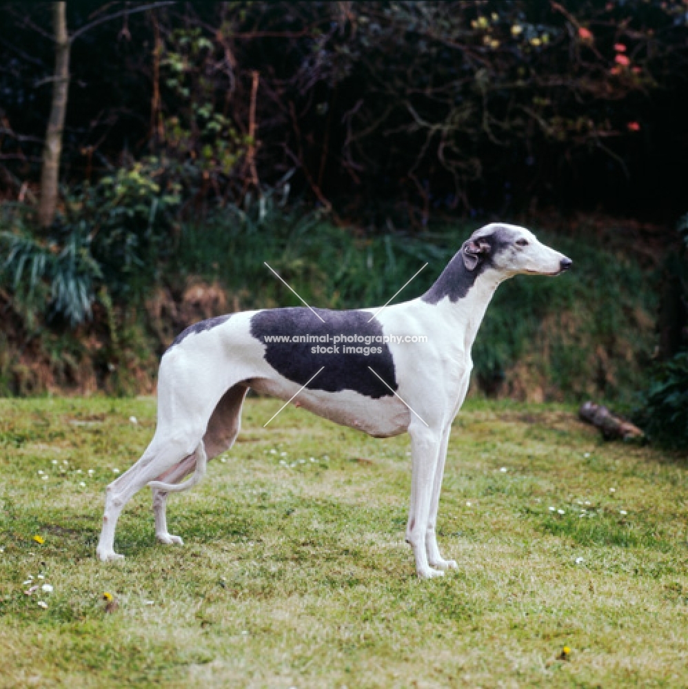 champion show greyhound standing on grass