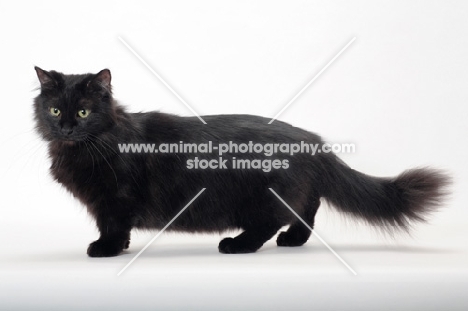 black longhaired Munchkin