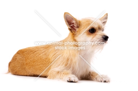 Sand coloured Chihuahua cross Yorkshire Terrier, Chorkie, isolated on a white background