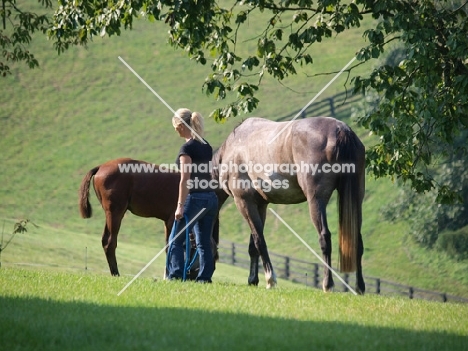 woman with Holstein horses