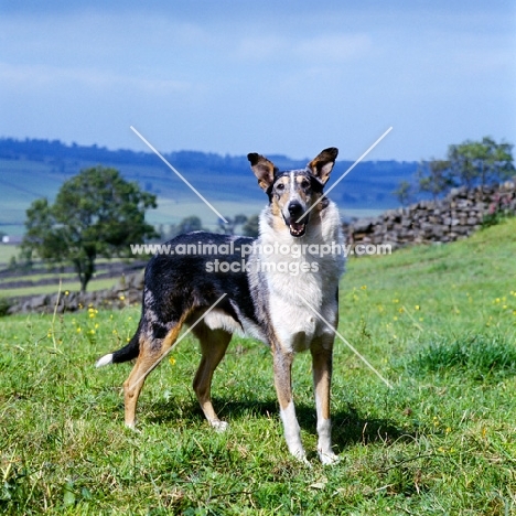 champion smooth collie with flying ears