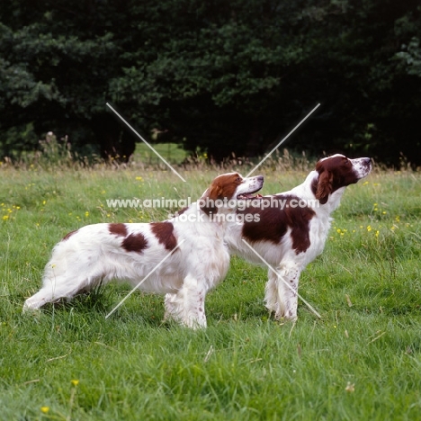 chardine vari,left, llanelwy hard days night at chardine, two irish red and white setters