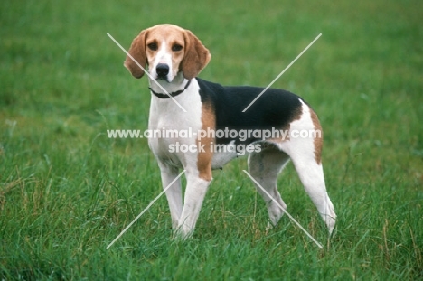 Anglo Francais Petite Venerie, aka Anglo-French Hound