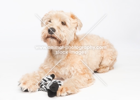 Soft coated wheaten terrier with toy