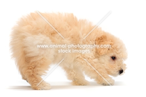 yellow Puli puppy in studio