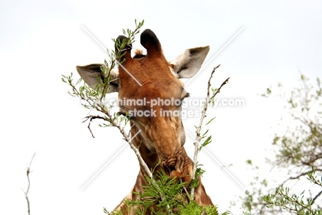 Giraffe eating