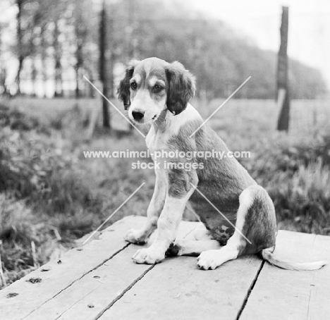 saluki puppy sitting on a table