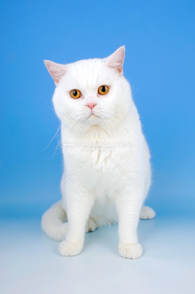 white british shorthair cat, looking at camera