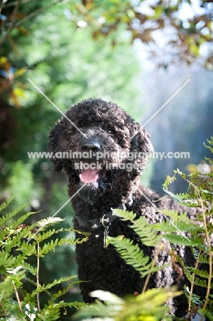 black standard poodle smiling