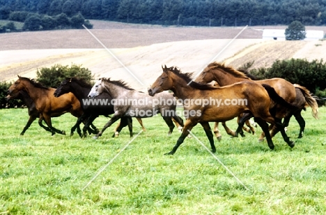 young trakehners running together in field in germany
