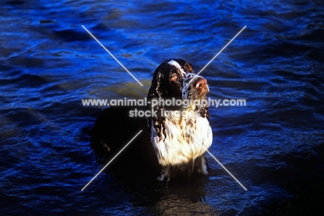 english springer spaniel looking up from water