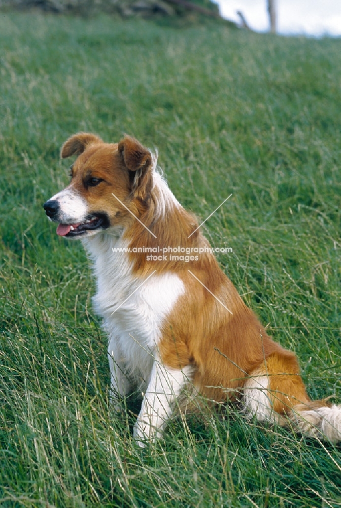 Welsh Sheepdog sitting down