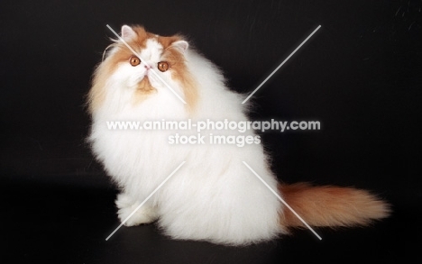 red and white Persian on black background