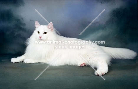 white Norwegian Forest cat lying down on dark blue background