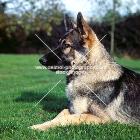 german shepherd lying on grass