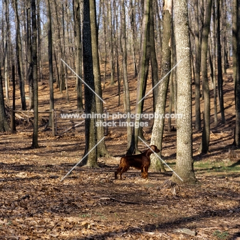 irish setter in usa in forest