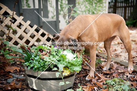 boxer with face in planter