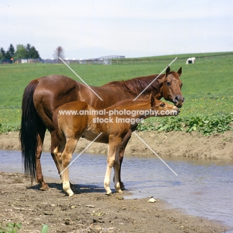 quarter horse mare and foal in usa beside pond