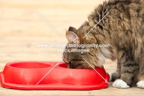 cat eating/drinking from a red bowl