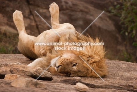 Young male Lion rolling on his back on a rock in Masai Mara