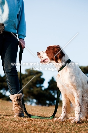 Irish red and white setter near owner