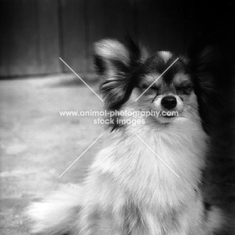 papillon with wind blowing in face looking very cute, baluch little lion 