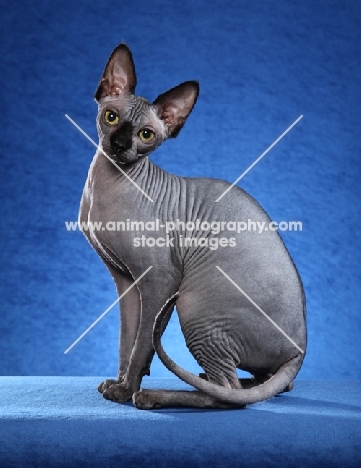 Sphynx cat on blue background