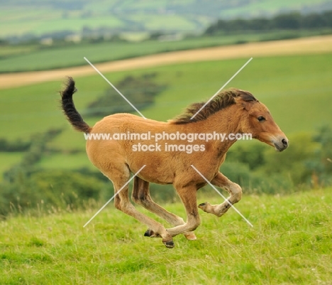 young cross bred foal running