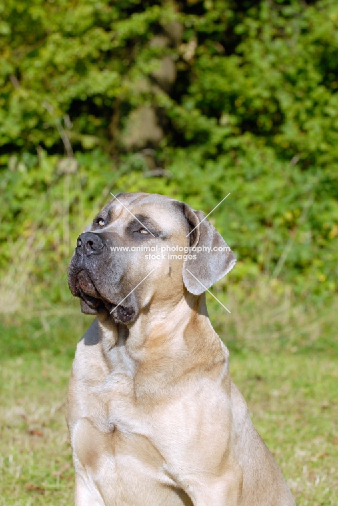 Antikdogge looking up, cross between Cane Corso and Dogo Canario to revive old mastiff type