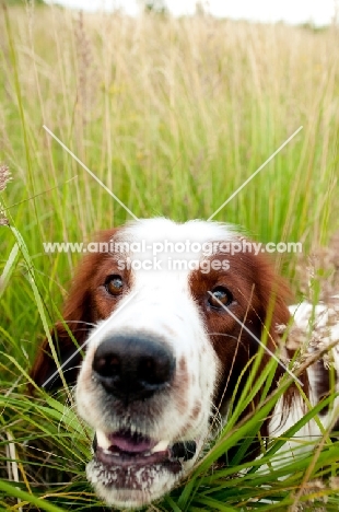 Irish red and white setter, close up