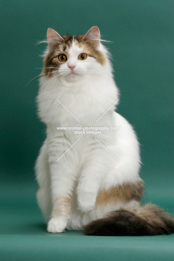 Siberian on green background, Brown Mackerel Torbie & White