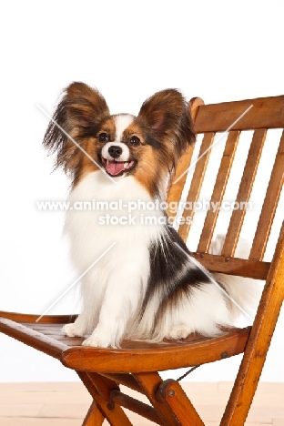 Papillon sitting on chair