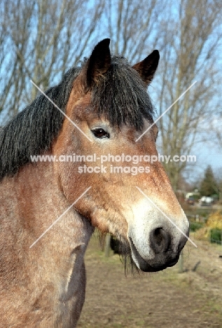Belgian horse, portrait