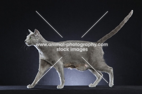 Russian Blue cat, side view