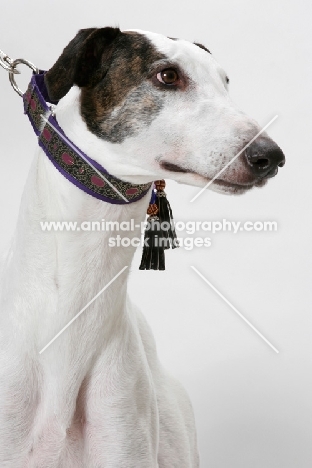 white and brindle Greyhound, australian champion and finnish champion, wearing collar