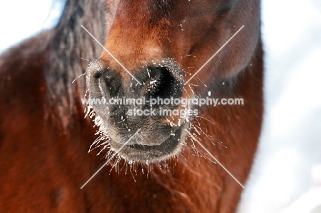 frost covered muzzle of bay Morgan mare in winter