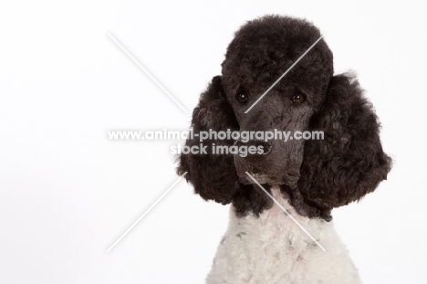 black and white standard Poodle, head study