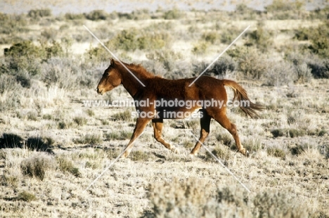 indian pony in dry landscape and sagebrush, new mexico